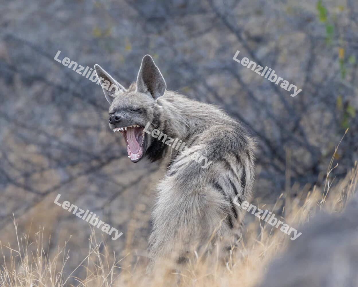 Angry Striped hyena